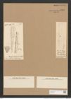 Homoeocladia martiana var. div. Ag. (de-Toni-Nr.: Genus 48, Species 2182) Zeichnungen Sammlung Grunow Nr. 4581 (NHMW-BOT-W0372590)